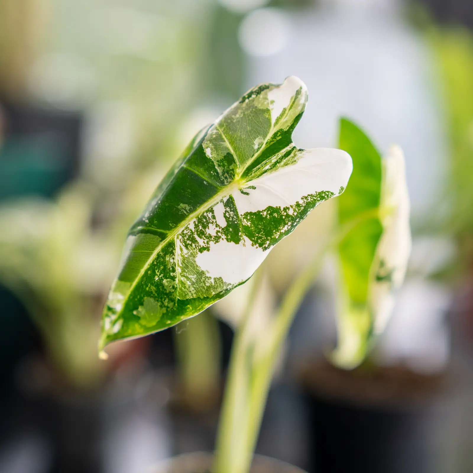 Liść alokazji Frydek Variegata